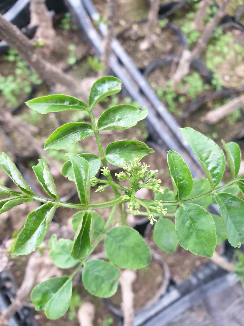 장터 상품 [초피나무 묘목 판매합니다 ] 썸네일