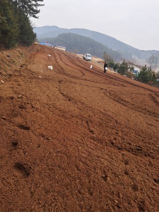 조명희님의 복숭아 · 자유게시판 작성글 사진