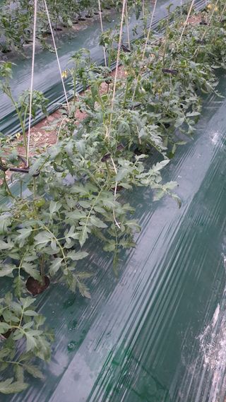 토마토농부님의 토마토 · 병해충상담 작성글 사진