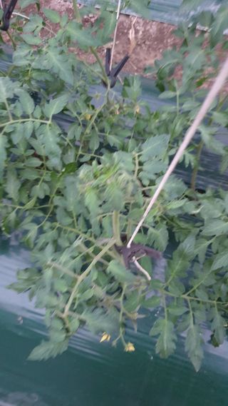 토마토농부님의 토마토 · 병해충상담 작성글 사진