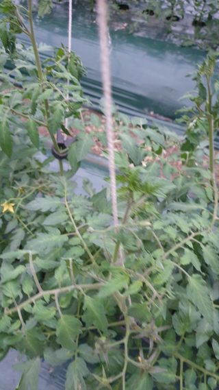 토마토농부님의 토마토 · 병해충상담 작성글 사진