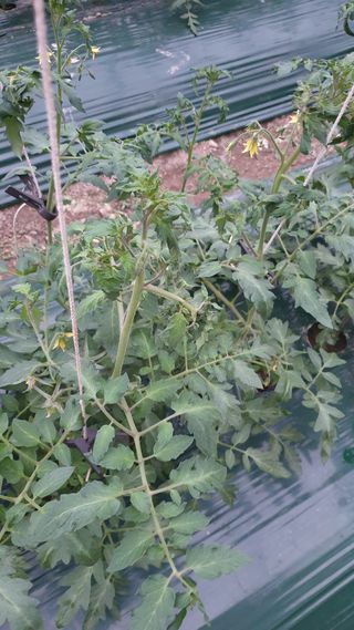 토마토농부님의 토마토 · 병해충상담 작성글 사진