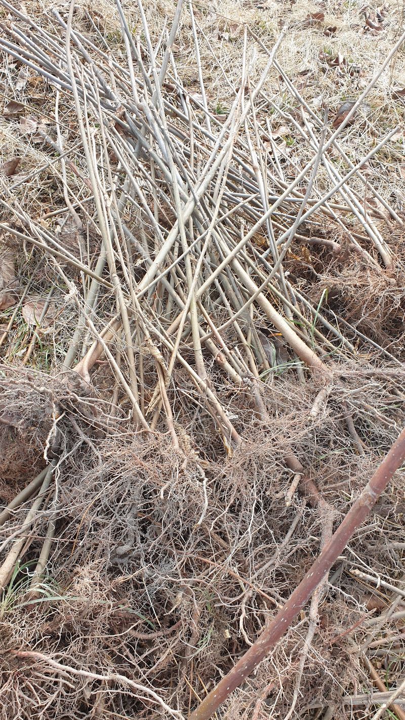 장터 상품 [토종가죽(붉은가죽)묘목판매] 썸네일