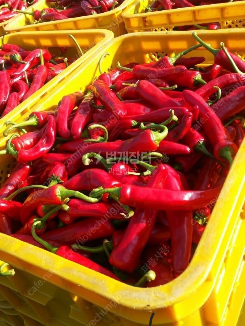 장터 상품 [[판매중단] 🌶 태양초고추가루🌶 무료배송 🌶 ] 썸네일