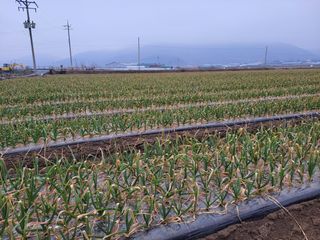 월산 양파님의 마늘 · 일상 작성글 사진