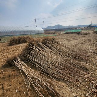 상호현님의 기타작물 · 자유게시판 작성글 사진