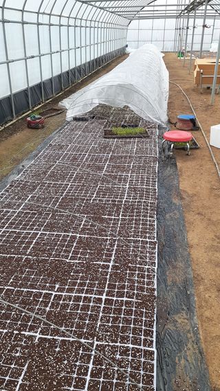 송광만님의 고추 · 일상 작성글 사진