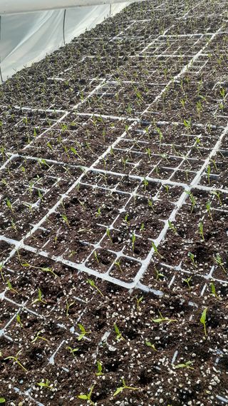 송광만님의 고추 · 일상 작성글 사진