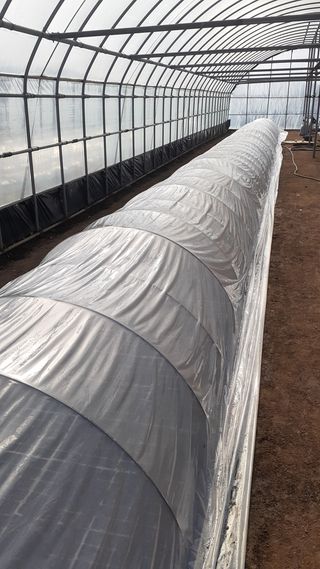 송광만님의 고추 · 일상 작성글 사진