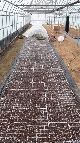 송광만님의 고추 · 일상 작성글 사진