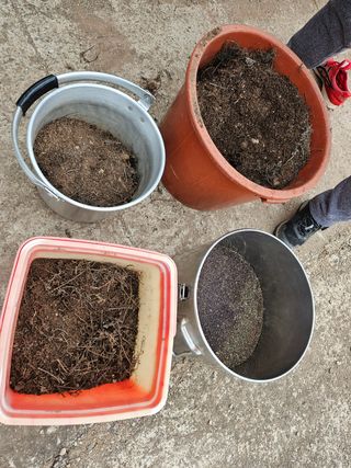 정진필님의 두릅 · 품종•종자 작성글 사진