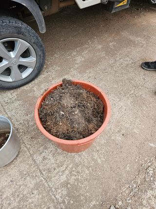 정진필님의 두릅 · 품종•종자 작성글 사진