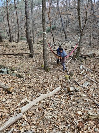 정진필님의 두릅 · 품종•종자 작성글 사진
