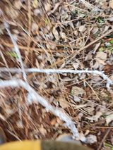 팜모닝 자두·병해충상담 게시글 이미지