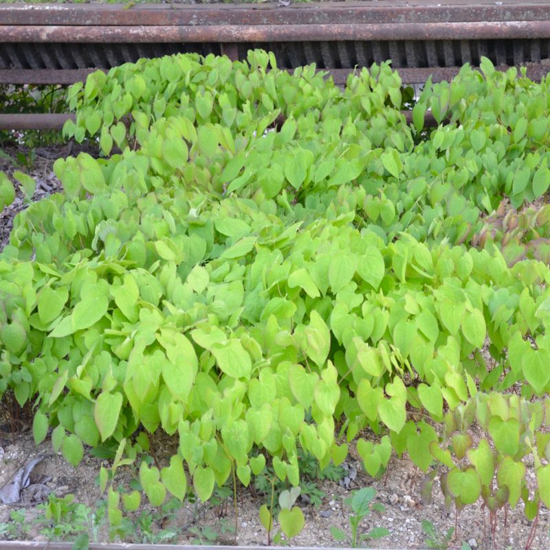 이기자원예종묘님의 장터 판매 상품 [삼지구엽초(음양곽) 종근 5촉] 첨부 사진