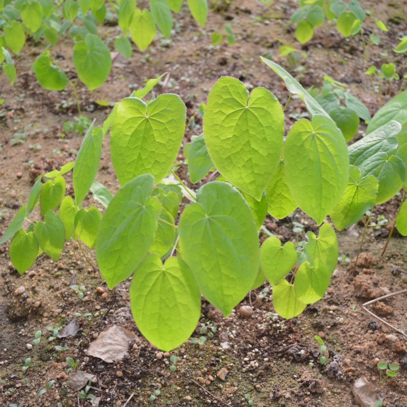 이기자원예종묘님의 장터 판매 상품 [삼지구엽초(음양곽) 종근 5촉] 첨부 사진