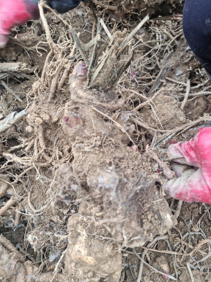 장터 상품 [땅두릅(독활)뇌두  1촉] 썸네일