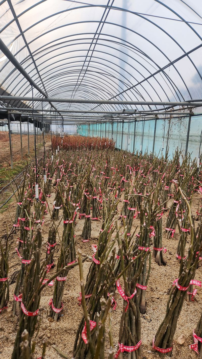 도기백님의 장터 판매 상품 [왜성호두묘목] 첨부 사진