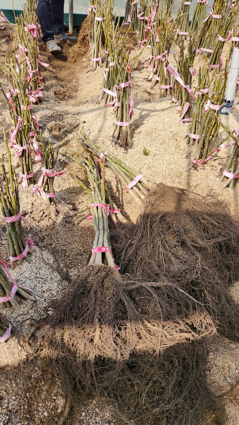 도기백님의 장터 판매 상품 [왜성호두묘목] 첨부 사진