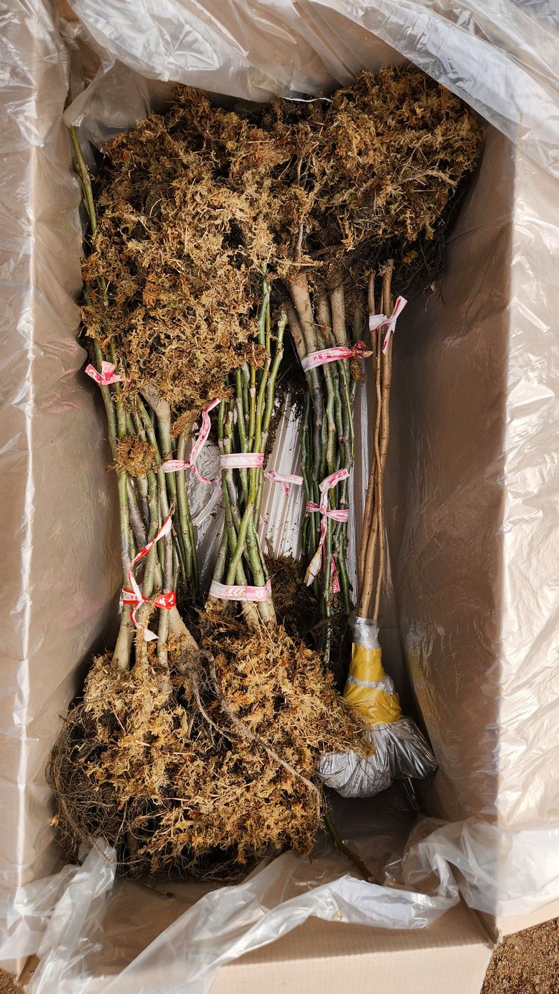 도기백님의 장터 판매 상품 [왜성호두묘목] 첨부 사진