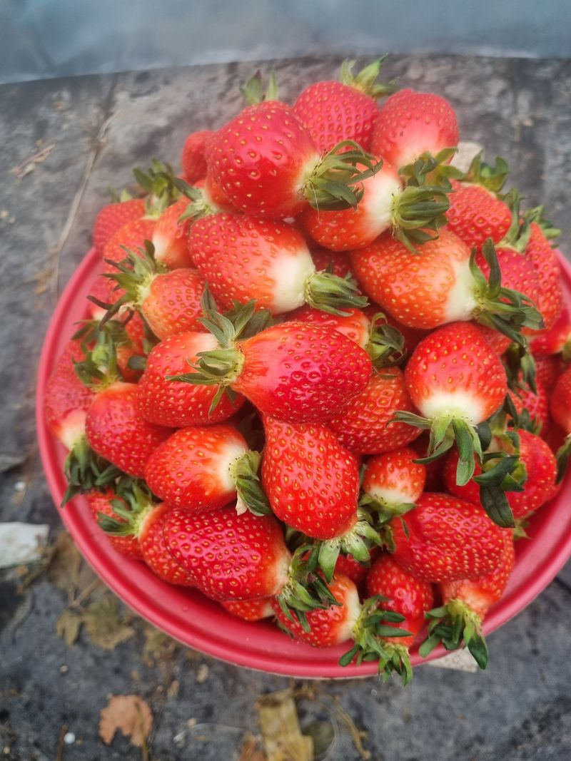 강길구님의 장터 판매 상품 [딸기 2kg ] 첨부 사진