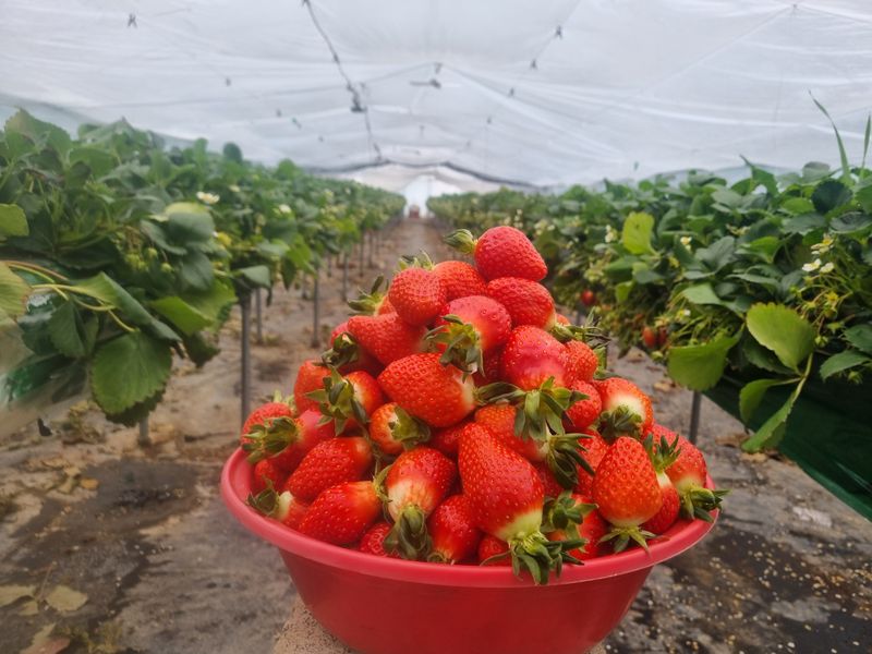 강길구님의 장터 판매 상품 [딸기 2kg ] 첨부 사진