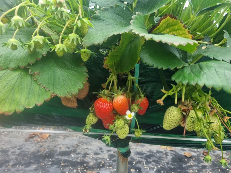 강길구님의 장터 판매 상품 [딸기 2kg ] 첨부 사진