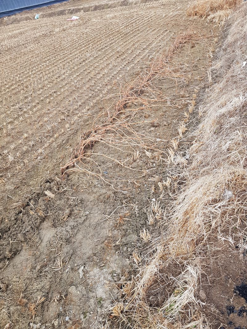 장터 상품 [ 삽목입니다 ] 썸네일