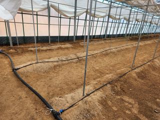 농업회사법인 진향님의 하우스정보 · 자유게시판 작성글 사진