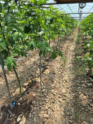 농업회사법인 진향님의 하우스정보 · 자유게시판 작성글 사진