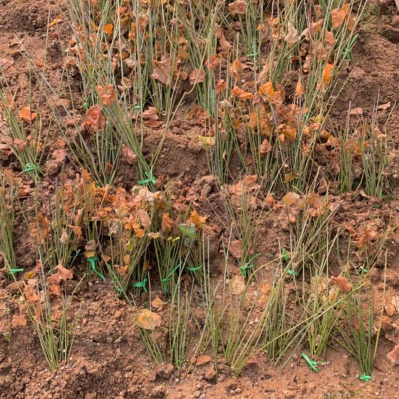 장터 상품 [벌나무(산청목) 뿌리묘목 (10-20cm/30-50cm/60cm 이상)] 썸네일