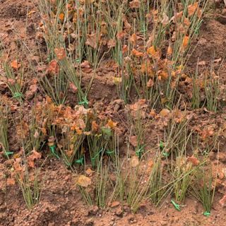 이기자원예종묘님의 작성글 사진