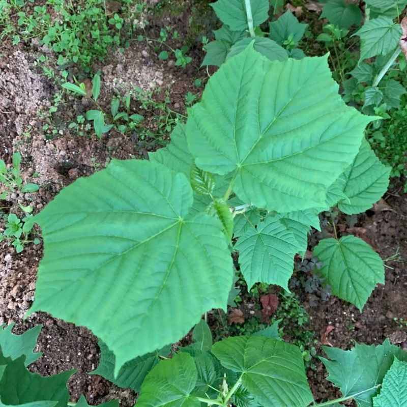 이기자원예종묘님의 장터 판매 상품 [벌나무(산청목) 뿌리묘목 (10-20cm/30-50cm/60cm 이상)] 첨부 사진