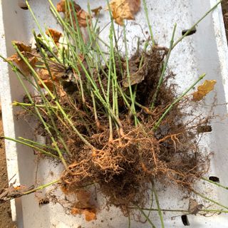 이기자원예종묘님의 작성글 사진