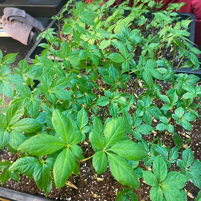 알 수 없음님의 장터 판매 상품 [새싹삼 100뿌리🌱 ] 첨부 사진