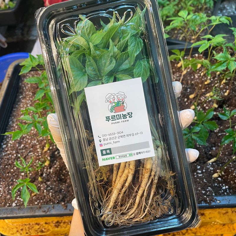 알 수 없음님의 장터 판매 상품 [새싹삼 100뿌리🌱 ] 첨부 사진