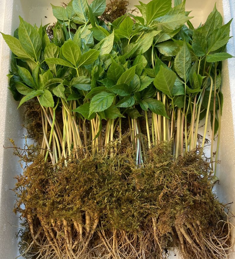 알 수 없음님의 장터 판매 상품 [새싹삼 100뿌리🌱 ] 첨부 사진