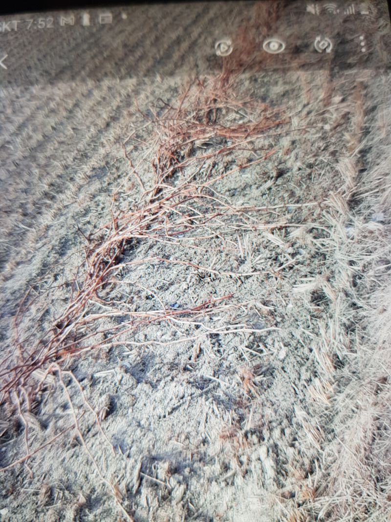 장터 상품 [바이올렛 삽목입니다 ] 썸네일