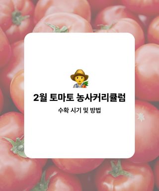 토마토 농사도우미님의 토마토 · 수확 작성글 사진