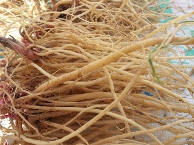 장터 상품 [우슬 ] 썸네일