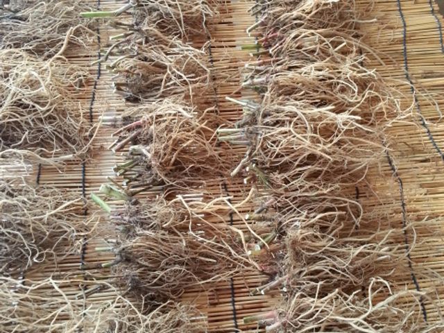 김승태님의 장터 판매 상품 [우슬 ] 첨부 사진