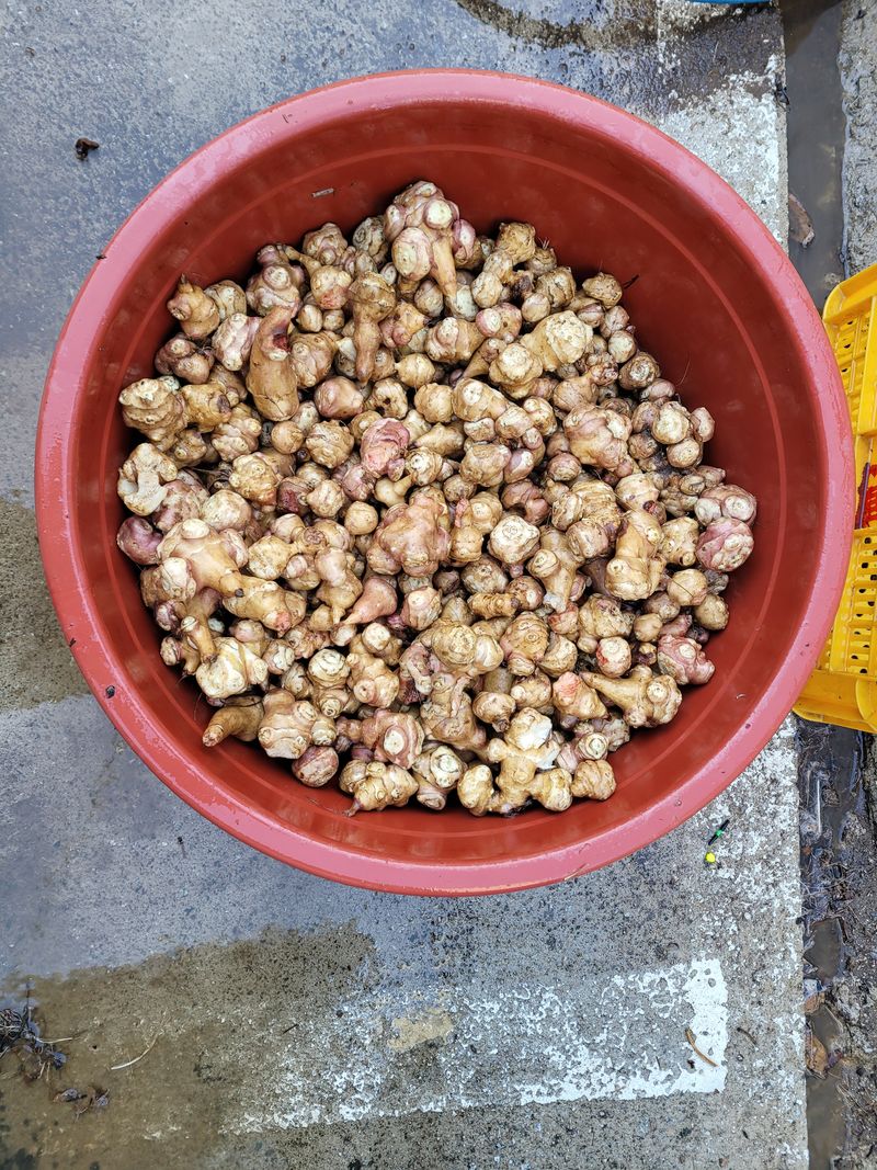 장터 상품 [🍠햇  돼지감자 1kg 2000원😃😃😃😃😃] 썸네일