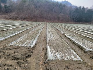 이재진님의 양파 · 자유게시판 작성글 사진