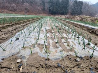 이재진님의 양파 · 자유게시판 작성글 사진