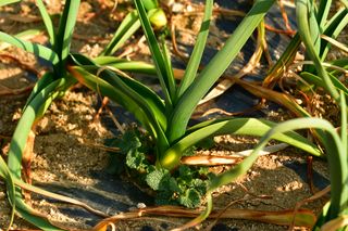 산 아래님의 마늘 · 일상 작성글 사진