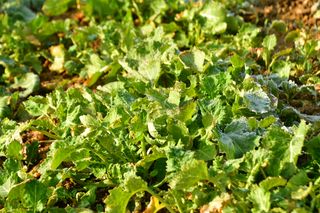 산 아래님의 마늘 · 일상 작성글 사진