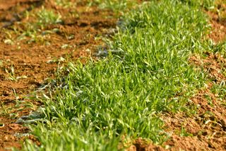 산 아래님의 마늘 · 일상 작성글 사진