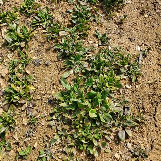 봉덕팜님의 기타작물 · 자유게시판 작성글 사진