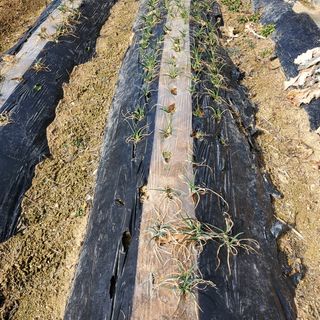 봉덕팜님의 기타작물 · 자유게시판 작성글 사진