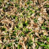 팜모닝 기타작물·자유게시판 게시글 이미지